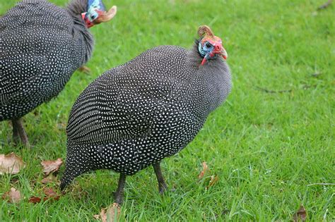 7 Reasons Your Homestead Needs Guinea Fowl Off The Grid News