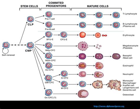 Regenerative And Stem Cells By Incell Incell