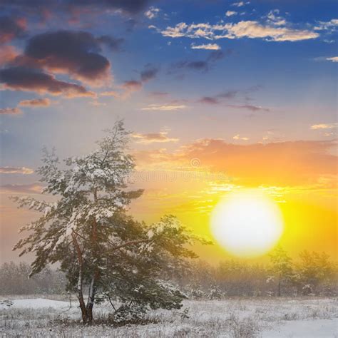 Pine Tree At The Sunset Stock Photo Image Of Celestial 36855560