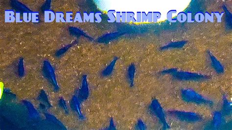 Blue Dreams Shrimp Colony Culling YouTube