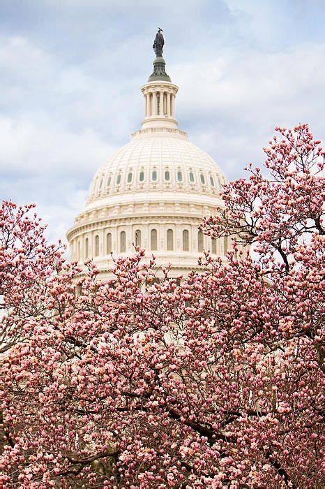 Cherry Blossoms At The Capitol Building By Good Focused In 2021