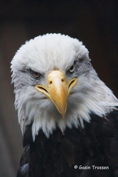 I Am Smiling By Gasin Trossen Bald Eagle America Eagles