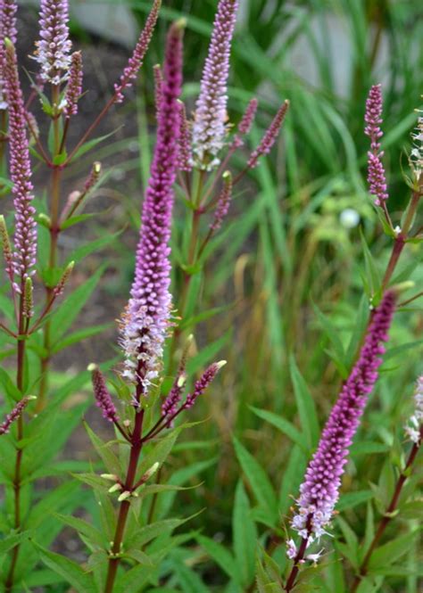 Veronicastrum virginicum, veronica virginica семейство подорожниковые (plantaginaceae). Plant van de Maand - Veronicastrum op vasteplant.be