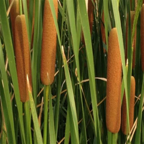 Cattails Or Bulrush Project Noah