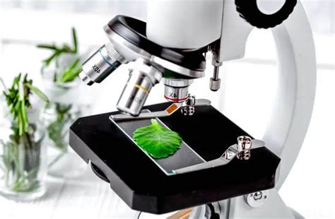 12 Best Plant Cell Microscopes 2023 Top Models Reviewed