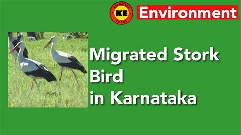 Environment Issue For Kpsc Migrated Storks Youtube