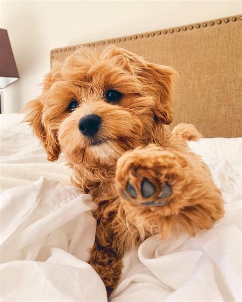 Cavapoo Puppies Information Characteristics Facts Videos Cavapoo