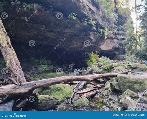 Ferns And A Rock Overhang On Greaves Creek On The Grand Canyon Track In