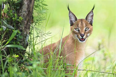 Forgotten Felines The Seven Small Cats Of Africa