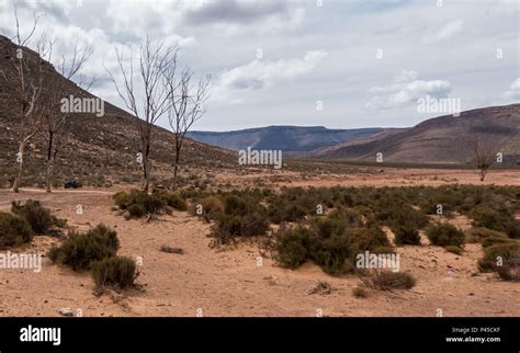 Barren Forests Hi Res Stock Photography And Images Alamy