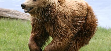 Világ: Kilövetik a náluk élő medvék és farkasok ötödét a szlovének | hvg.hu