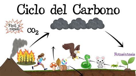 ♻️ Ciclo Del Carbono ⚫️ Fácil Y Rápido BiologÍa Youtube