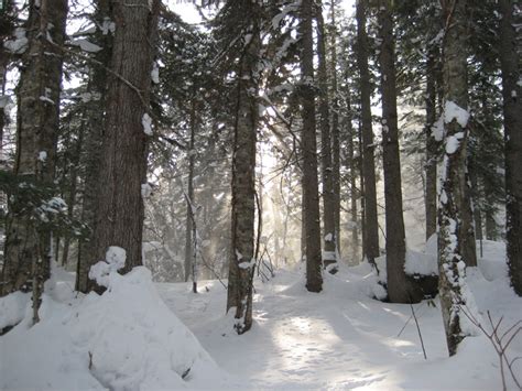 森の中で遊ぶなら、やっぱり雪がたくさん積もってる冬でしょ hal outdoor tours