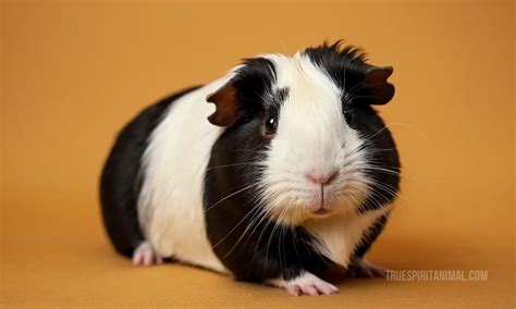 English Crested Guinea Pig Symbolism And Meaning Your Spirit Animal