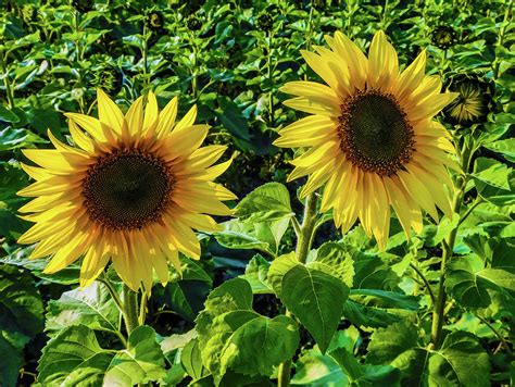 Twin Sunflowers Photograph By Nancy Spirakus Fine Art America