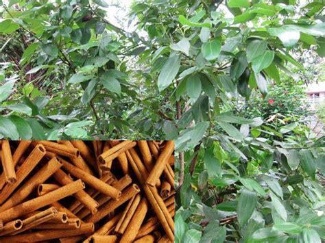 Dalchini Cinnamon Tree Leaves Cinnamon Is An Evergreen Tree Which