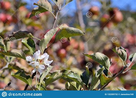 Apple And Apple Tree On The Farm Stock Photo Image Of Farm Natural