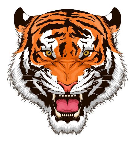 Tiger Stock Photos Pictures And Royalty Free Images Istock