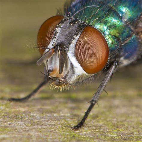 Fly face - CLOSE up | [Explored] Canon EOS 7D + 100mm f/2.8 … | Flickr