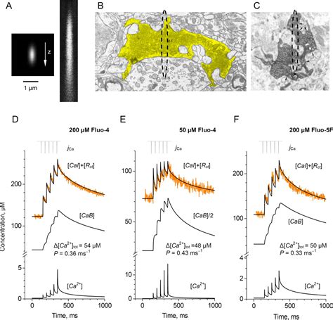 Main Determinants Of Presynaptic Ca2 Dynamics At Individual Mossy