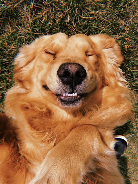 Golden Retriever Dog Smiling Goldenretrieverpuppies Cute Big Dogs