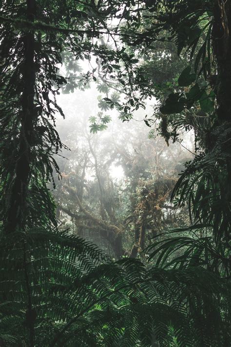 Cloud Forest Pictures Download Free Images On Unsplash