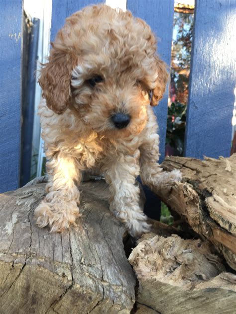 Toy Poodle Puppies Dna Purebred Dna Clear Petsforhomes
