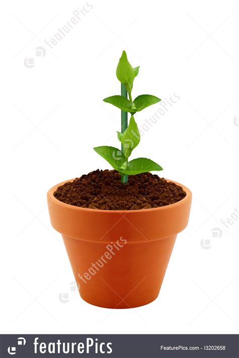Young Plant In Clay Pot Illustration