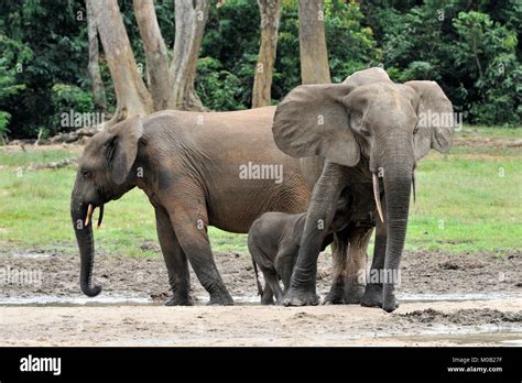 The African Forest Elephant Loxodonta Africana Cyclotis Forest