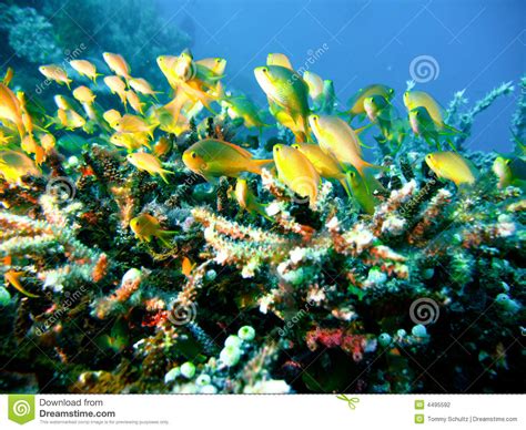 Tropical Coral Reef Fish Stock Photo Image Of Coral Crevice 4495592