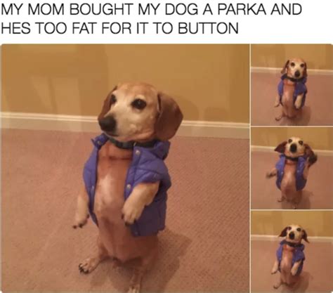 30 Funny Dog Memes To Make You Howl With Laughter Cute Dog Memesbest Life
