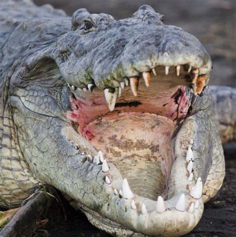 Pensioner Fights Off Hungry Crocodiles With Spanner After Friend Dies