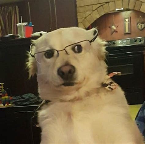Dog Wearing Glasses Meme Fuegoder Revolucion