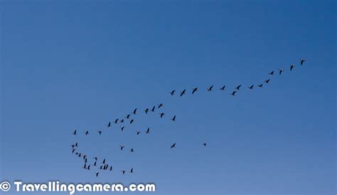 Millions Of Migratory Birds In Pong Wetland Himachal Pradesh India