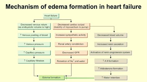 Mechanism Of Edema Formation In Heart Failure Youtube
