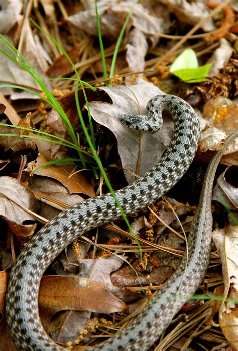 Snakes generally are distinguished from lizards—which also belong to order squamata, but are placed in suborder sauria (or lacertilia). Hoot Owl Karma: A Big Little Snake - Another Storeria dekayi