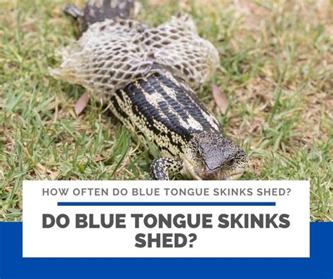 Corn snakes, one of the most popular pet snakes, shed at different rates depending on what stage of life they are in. How Often Do Blue Tongue Skinks Shed?