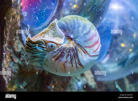 Beautiful Nautilus Squid Animal Marine Life Portrait Of A Rare Exotic