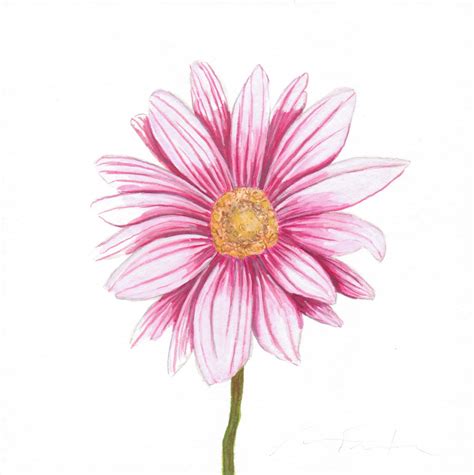 Daisy Flower Watercolor At Paintingvalley Com Explore Collection Of