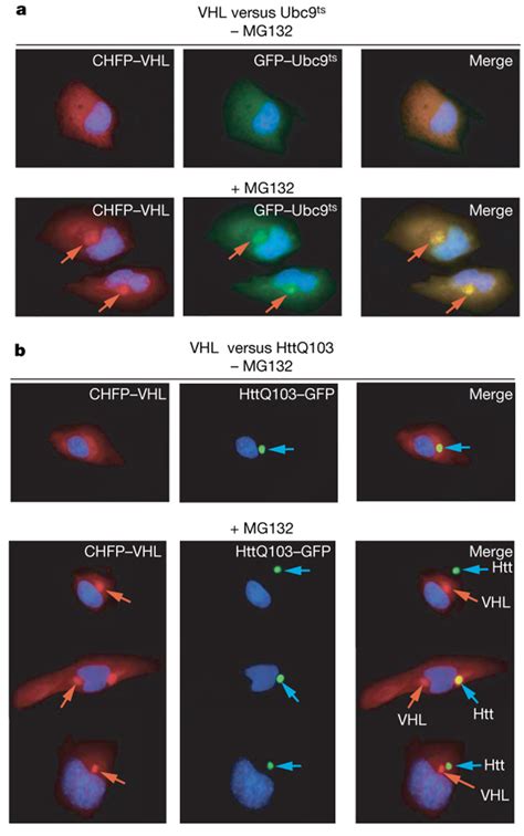 Mammalian Cells Differentially Sequester Misfolded Proteins In Two Download Scientific Diagram