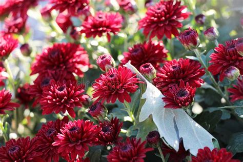 Beautiful Red Chrysanthemums In Garden Stock Image Image Of Colorful