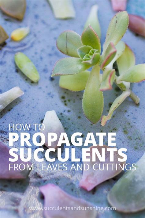 How To Propagate Succulents From Leaves And Cuttings