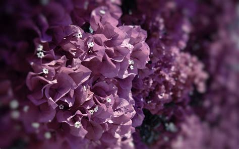 Nature Flowers Petals Leaves Purple Macro Close Up