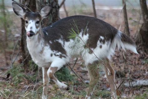 A Piebald Deer Was Seen In Beaver Forest Thursday Morning Heres A