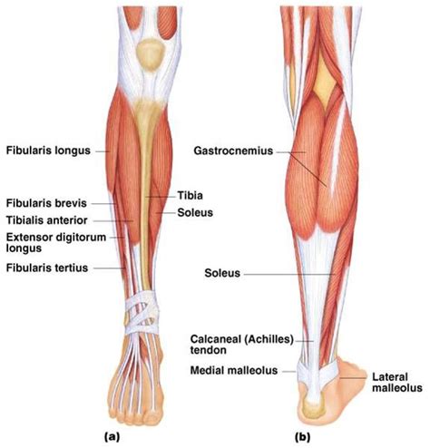What is the anatomical term for your calf muscle of the lower leg : muscles of the lower leg - Google Search | Human body ...