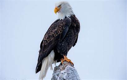 Eagle Wallpapers Birds