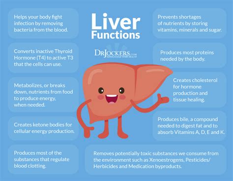 When body needs glucose glycogen breaks into glucose and comes to blood and when blood has excess glucose glycogen is synthesised in the liver and muscle. The 16 Best Foods for Liver Health - DrJockers.com