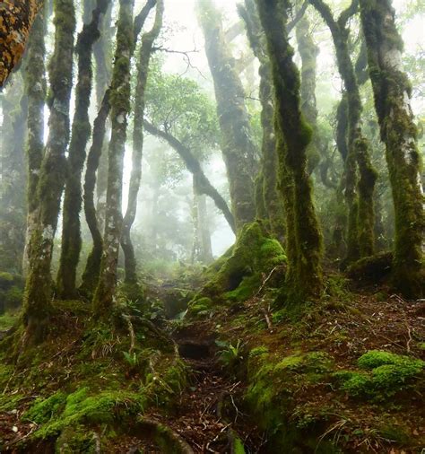 Mossy Forest Nz The Goblin Forest Around Lake Waikaremoan Flickr