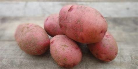 Belarusian Potato Varieties Features Descriptions With Photos