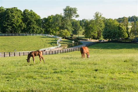 Horse Farm Frequently Asked Questions Faqs Lexington Ky